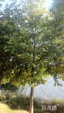 12公分浙江樟