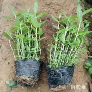 高度55厘米千屈菜