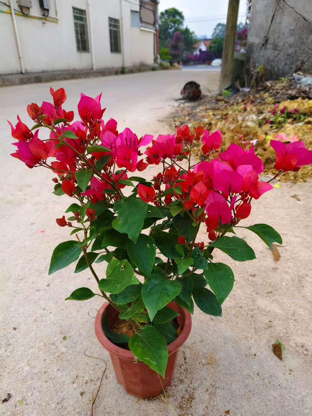 高度40厘米三角梅