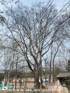 82公分朴树