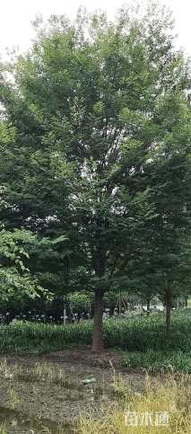 25公分红榉