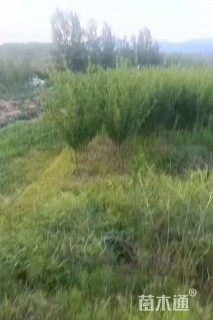 高度150厘米木槿