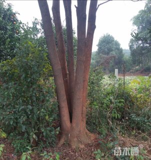 8公分多杆香樟