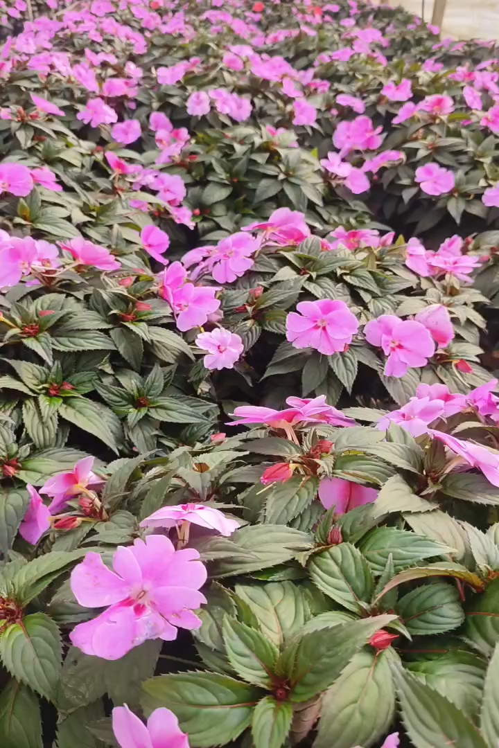 高度25厘米凤仙花
