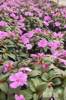 高度25厘米凤仙花