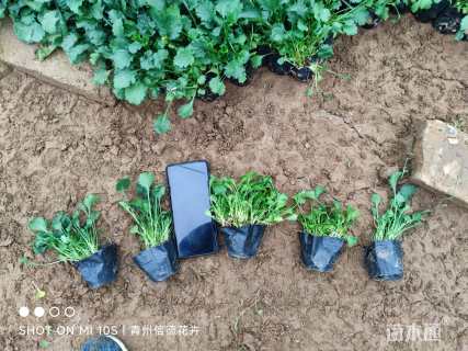 高度15厘米大滨菊