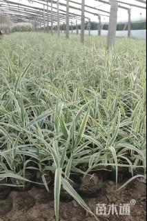 高度20厘米花叶芦竹