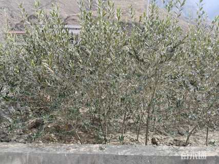 1公分橄榄树
