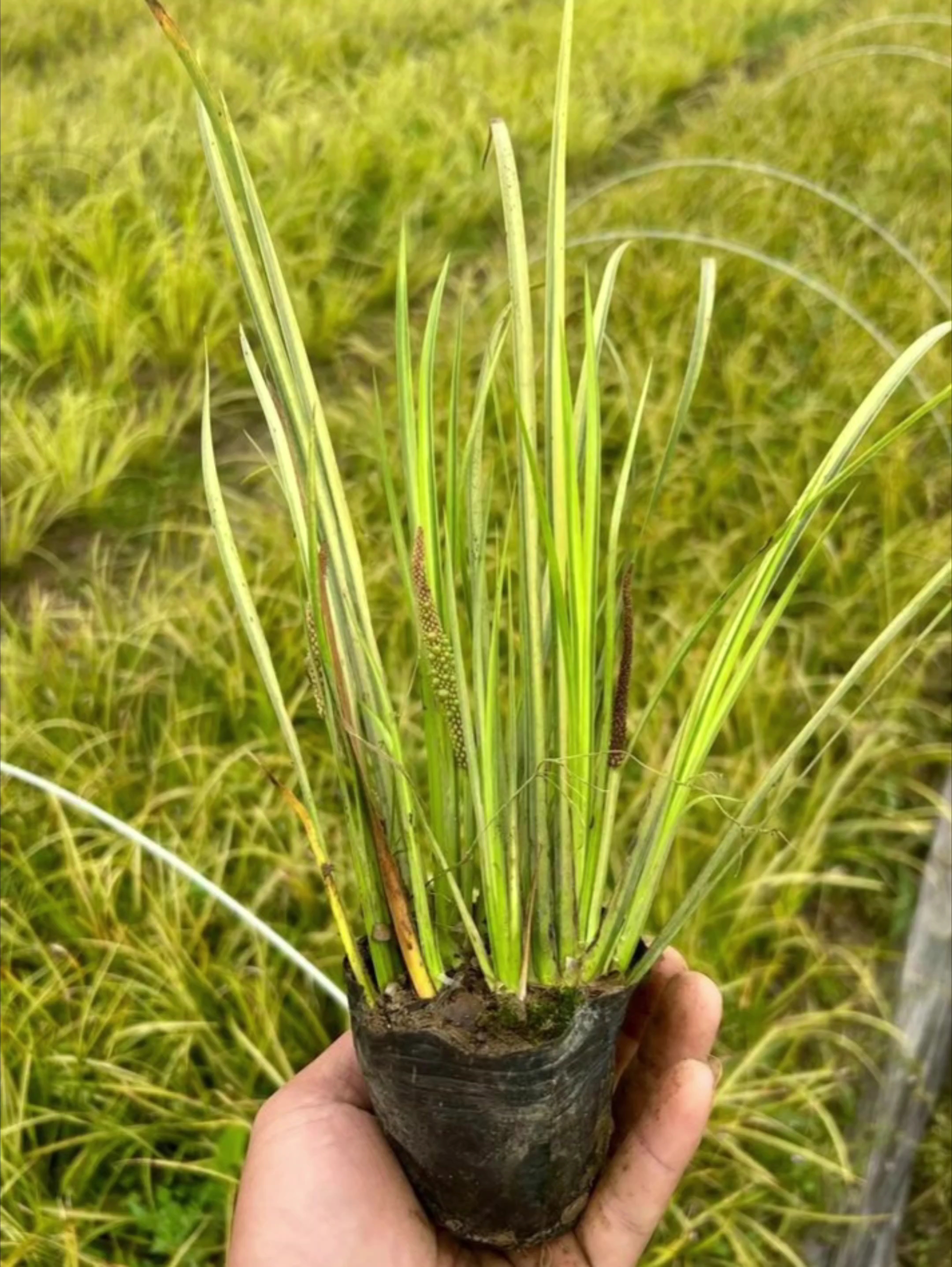 高度10厘米金叶石菖蒲