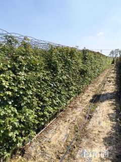 高度180厘米月季