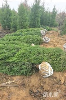高度300厘米蜀桧