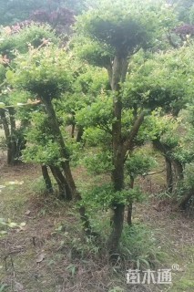3公分造型赤楠
