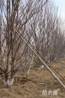 高度700厘米丛生红枫