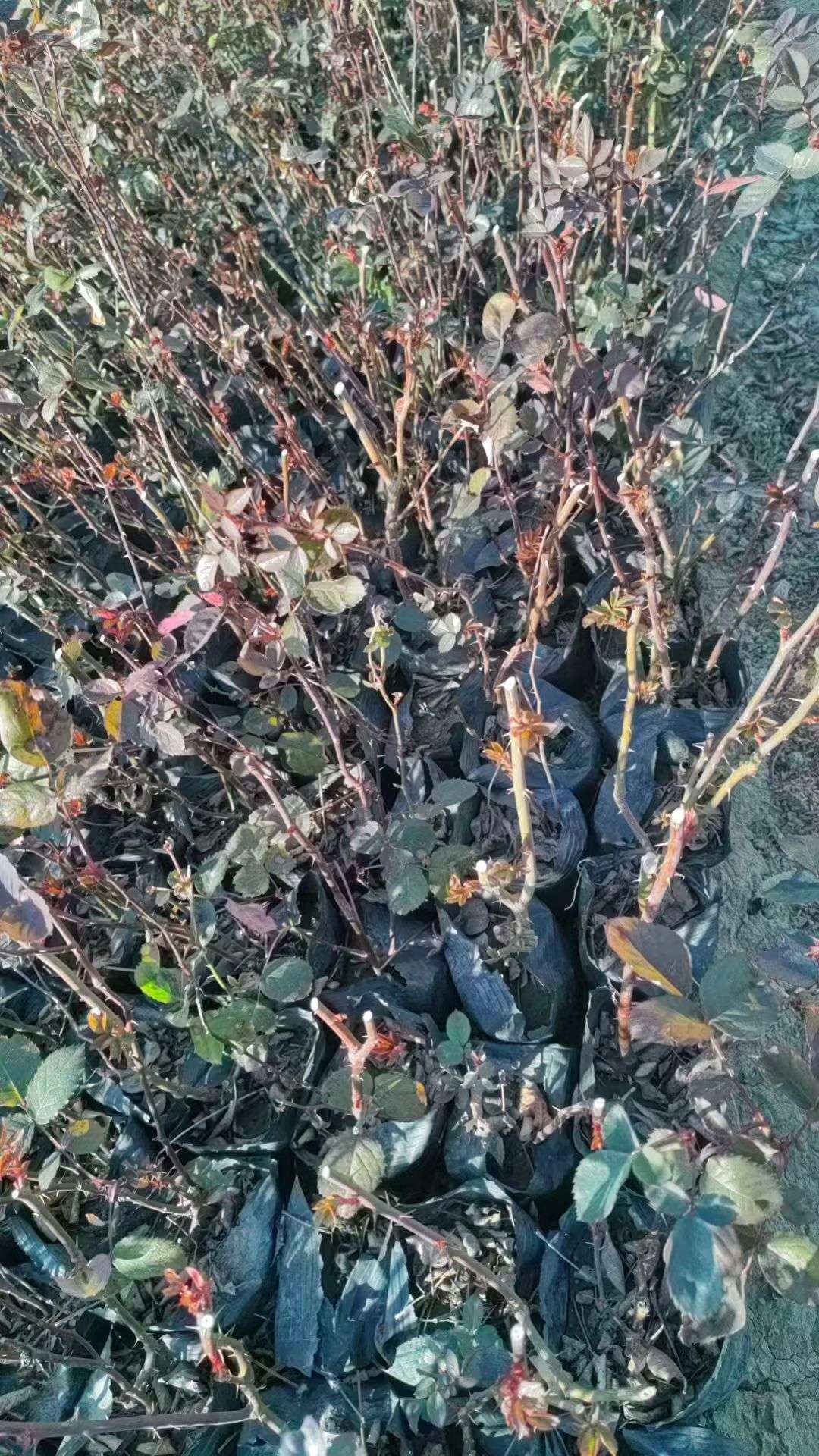 高度40厘米大花月季