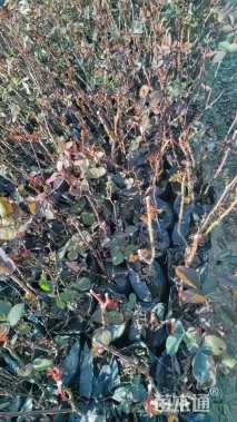 高度40厘米大花月季