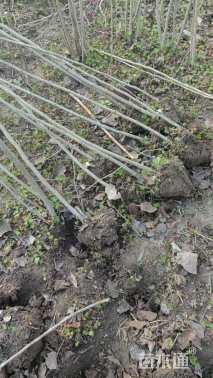 高度100厘米紫荆