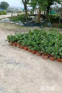 高度50厘米青铁