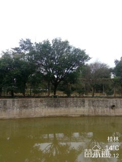 25公分杨梅