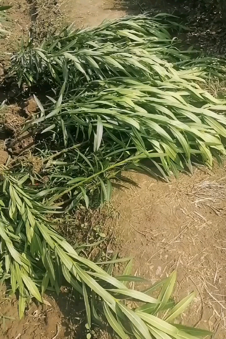 高度120厘米夹竹桃