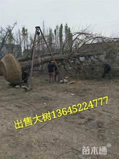 40公分银杏
