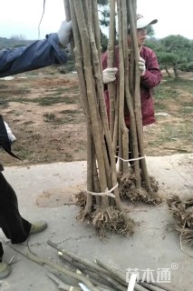 3公分大叶女贞