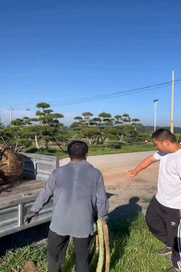 30公分枇杷