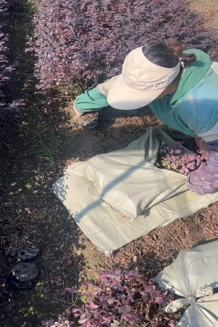 高度45厘米红花继木