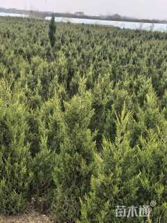 高度200厘米蜀桧