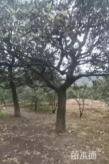 高度350厘米柑橘