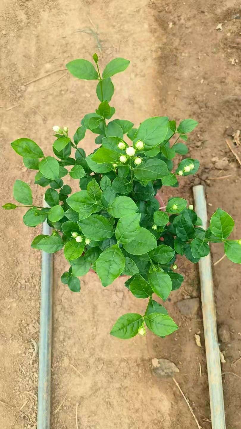 高度30厘米茉莉花