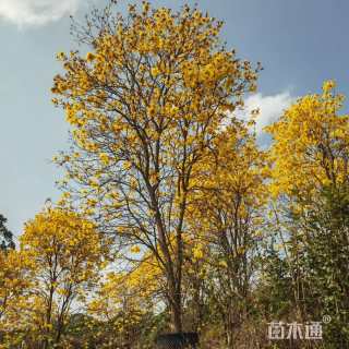 20公分黄花风铃木