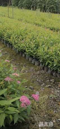 高度20厘米绣线菊
