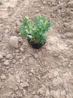 高度15厘米五叶委陵菜