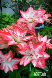 花孔雀朱顶红种球直径