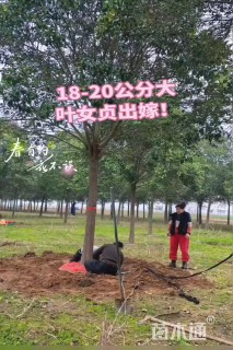 14公分大叶女贞