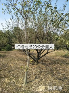 20公分红梅