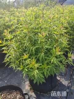 高度60厘米大麻叶泽兰