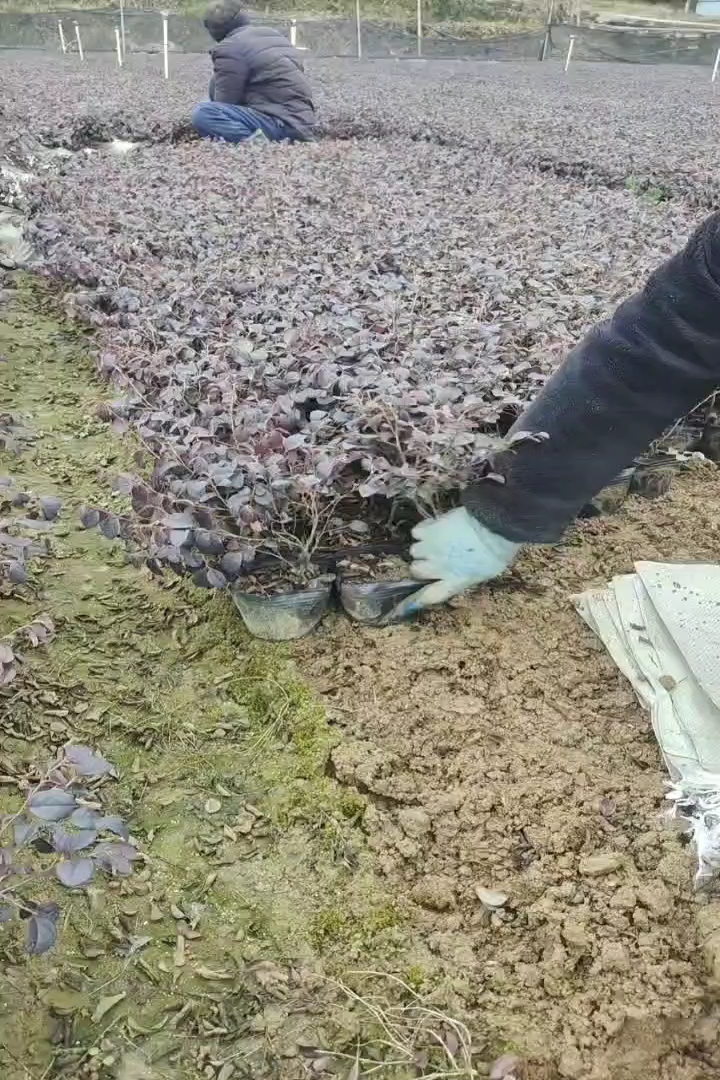 高度25厘米红花继木