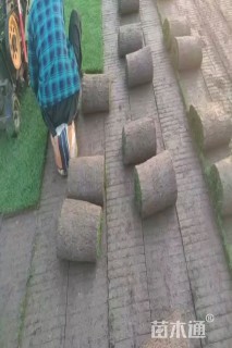 草卷状百慕大草