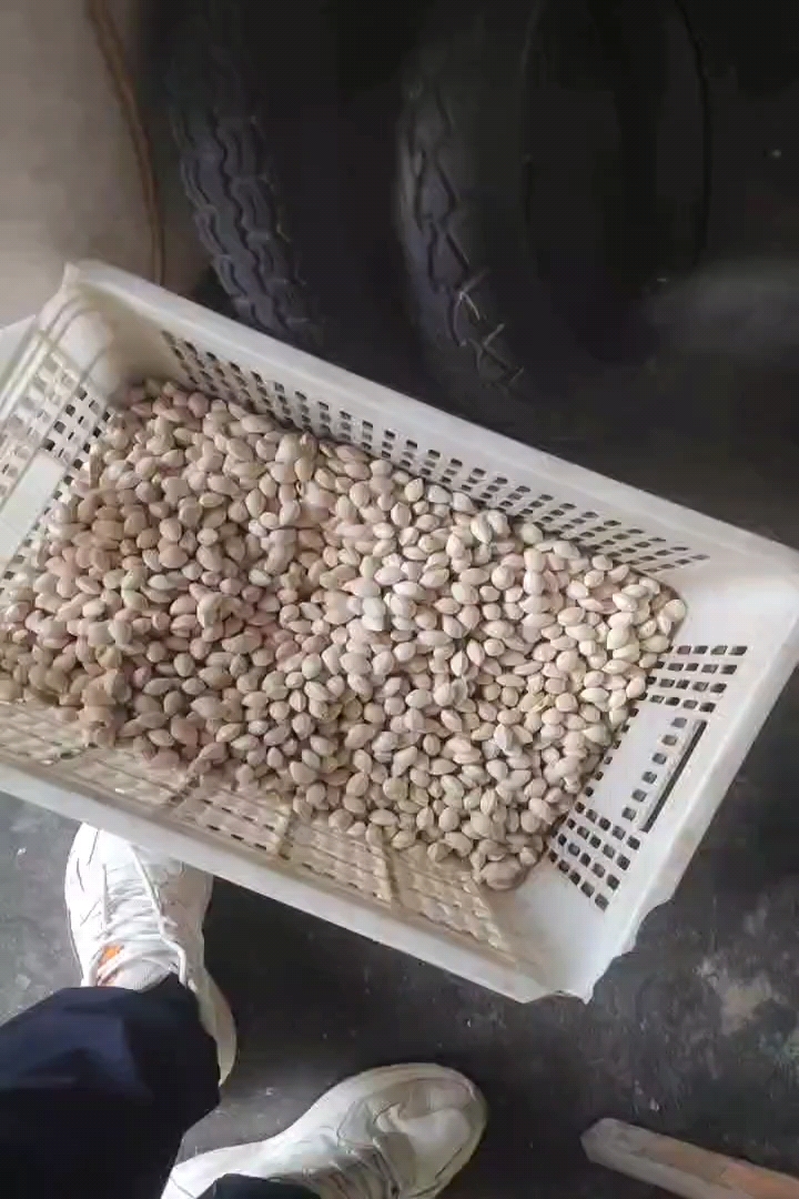 银杏种子