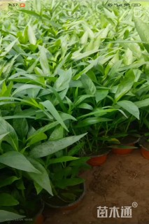 高度30厘米翠芦莉