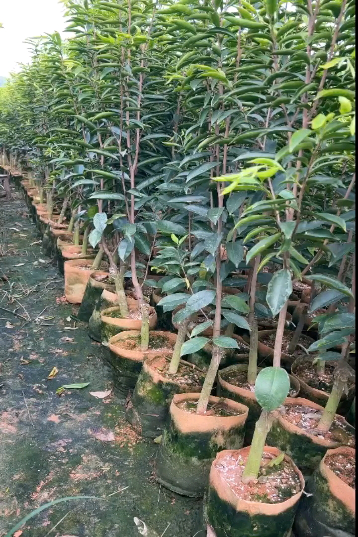 高度100厘米沉香小苗