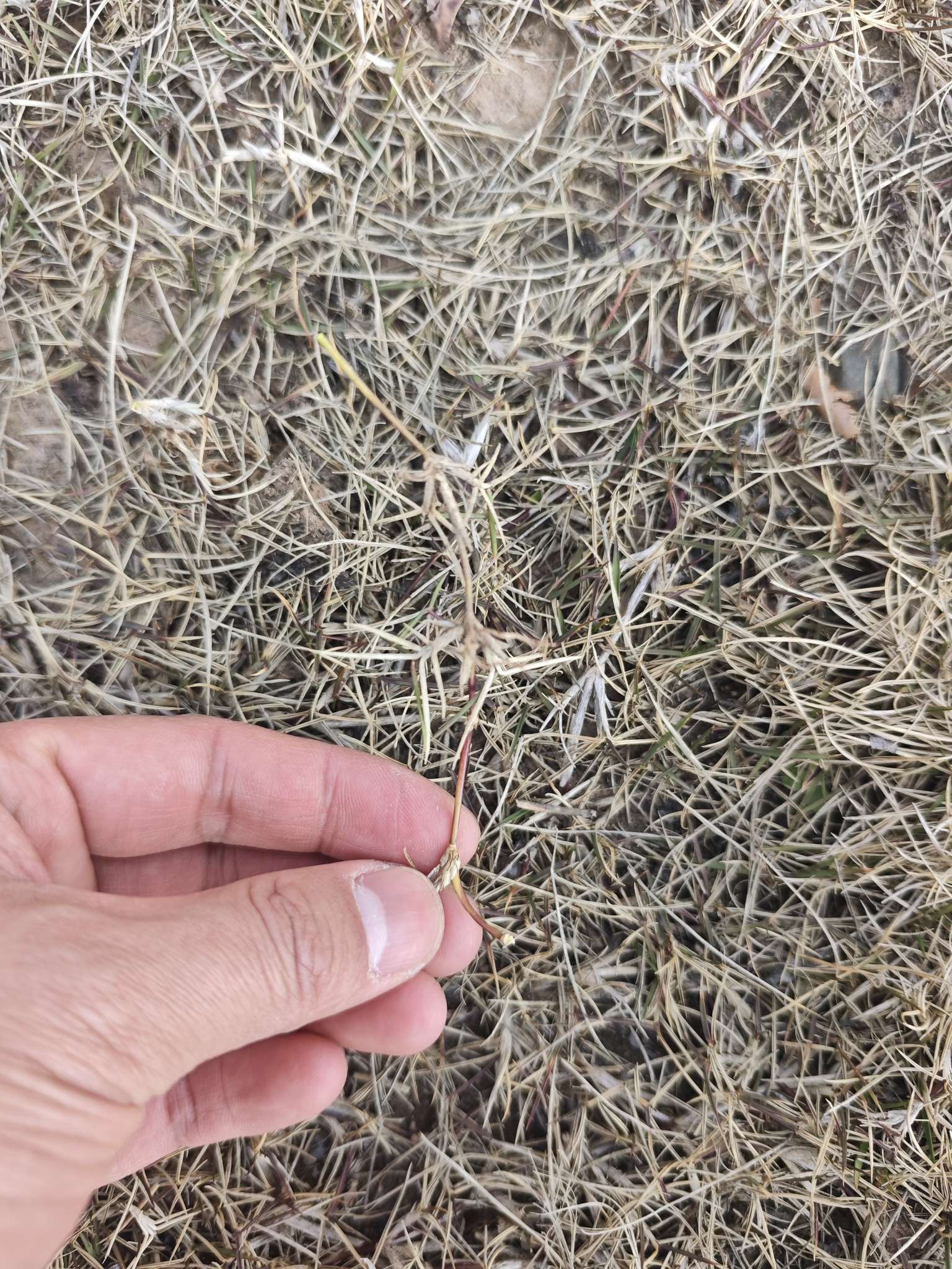 草毯状马尼拉草