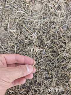 草毯状马尼拉草