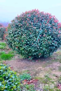 冠幅180厘米红叶石楠球