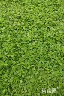 高度6厘米姬岩垂草