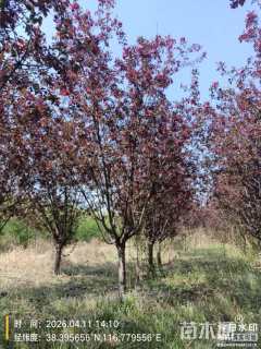 8公分红宝石海棠