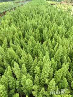 高度25厘米狐尾天门冬