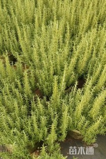 高度30厘米迷迭香