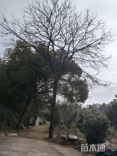 33公分红油香椿